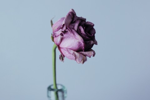 a wilting rose