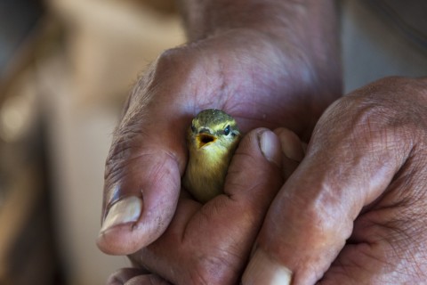 Hands holding bird