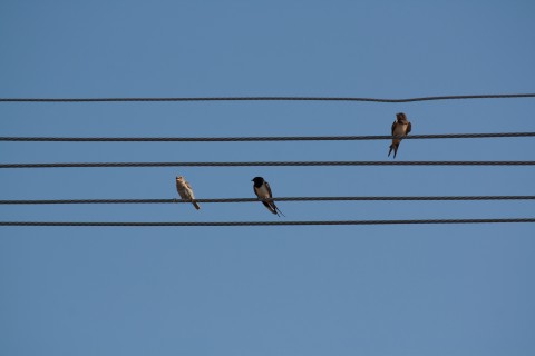 Birds on a wire