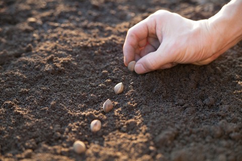 planting seeds