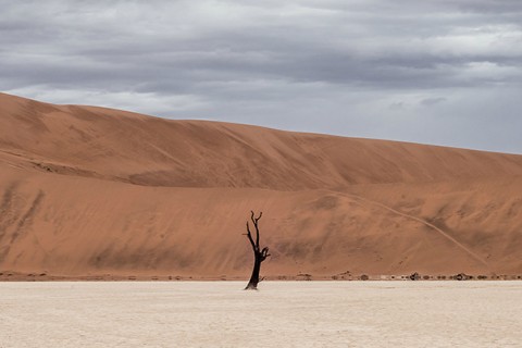 lone tree wilderness